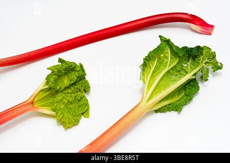 Rabarbaro da giardino coltivato in modo biologico Foto Stock