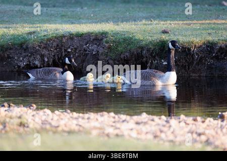 Una famiglia di oche del Canada su un piccolo fiume nella New Forest Foto Stock