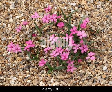 Red Star o Rosy Posy, Rhodohypoxis baurii, Hypoxidaceae. Sudafrica, Lesotho e Swaziland. Hypoxis baurii, la stella rossa o rosea posy, è una specie Foto Stock