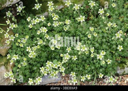 Saxifrage, Saxifraga reuteriana, Saxifragaceae. Marocco, Spagna ed Europa mediterranea. È un sottobosco e cresce principalmente nel bioma temperato. Foto Stock