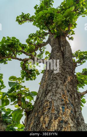 La Tectona grandis, l'albero di teak, prospera nelle foreste di Uttarakhand, nota per il suo legname resistente e le sue ampie foglie. Foto Stock