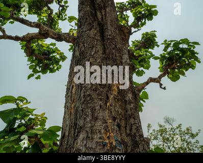 La Tectona grandis, l'albero di teak, prospera nelle foreste di Uttarakhand, nota per il suo legname resistente e le sue ampie foglie. Foto Stock