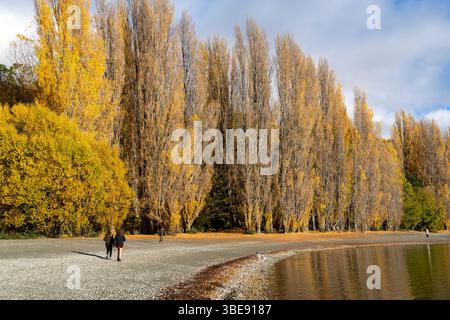 Spettacolari colori autunnali sui pioppi che circondano il lago Wanaka, la regione di Otago, l'Isola del Sud, la nuova Zelanda Foto Stock