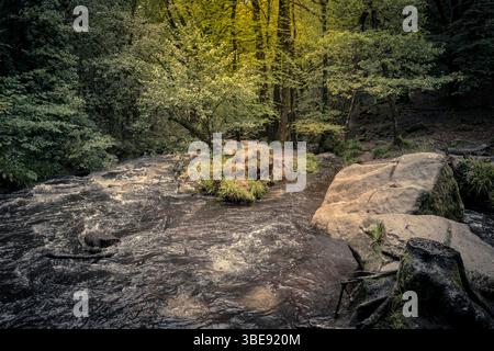 Cascate di Golitha. Il fiume Fowey scorre attraverso l'antico bosco di Draynes Wood sulla Bodmin Moor in Cornovaglia nel Regno Unito. Foto Stock