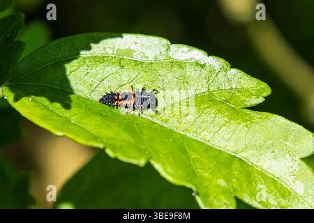 Primo piano di una larva di ladybird su una foglia in un giardino in primavera Foto Stock