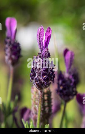 Primo piano di lavanda farfalla in un giardino Foto Stock