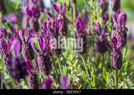 Primo piano di lavanda farfalla in un giardino Foto Stock