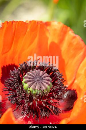 Primo piano del fiorente fiore di papavero rosso che mostra pistole e stami a stare Mesto pod Landstejnem, Cechia Foto Stock