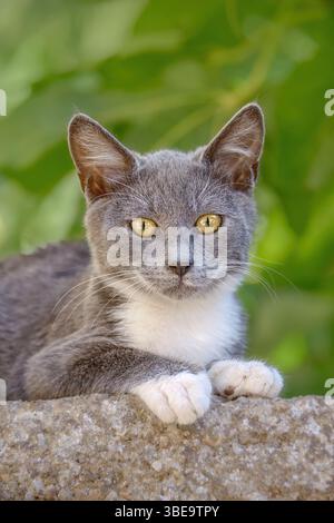 Simpatico gattino, bicolore grigio e bianco, il giovane gatto che posa su una parete del giardino e osserva curiosamente Foto Stock