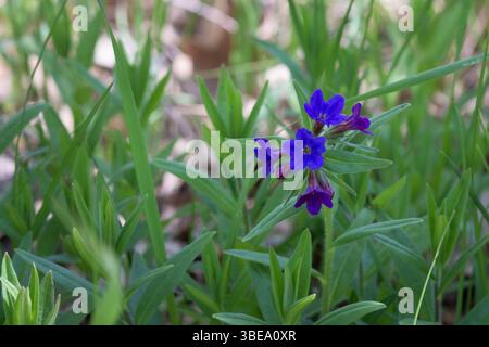 Echinochloa purpurea fiore blu brillante che fiorisce sull'erba Foto Stock