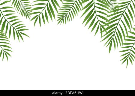 Margine superiore dei rami di palma. Foglie di palme verdi sfumate, cornice tropicale su sfondo bianco Illustrazione Vettoriale