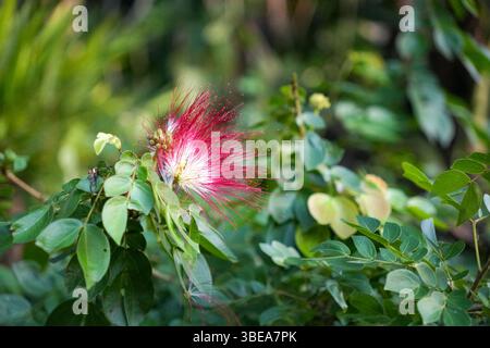 Fioritura in giardino dei fiori di polveri rossi e bianchi (Calliandra). Splendida Calliandra haematocephala (Red Powder Puff) in un ambiente tropicale Foto Stock