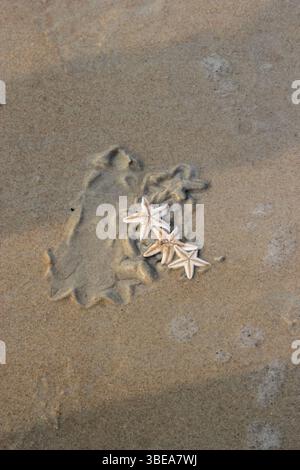Gruppo di stelle marine sulla spiaggia di Wet Sandy Foto Stock