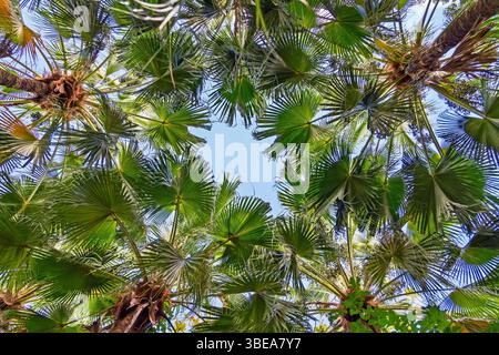Vista ad angolo basso: Maestose palme che raggiungono un cielo azzurro brillante. Palme tropicali con tettoia contro un cielo soleggiato - prospettiva verso l'alto Foto Stock