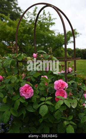 Rosa con supporto obelisco Foto Stock