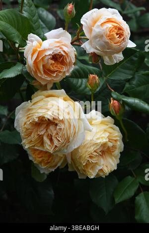 La principessa ereditaria Margareta rosa Foto Stock