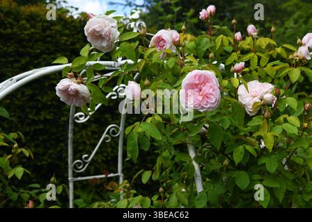 Rosa con supporto obelisco Foto Stock