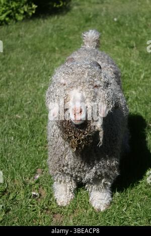 Allevamento di capre Foto Stock