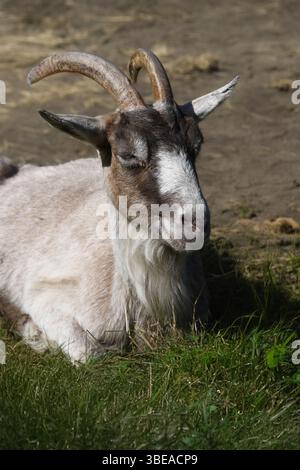 Allevamento di capre Foto Stock