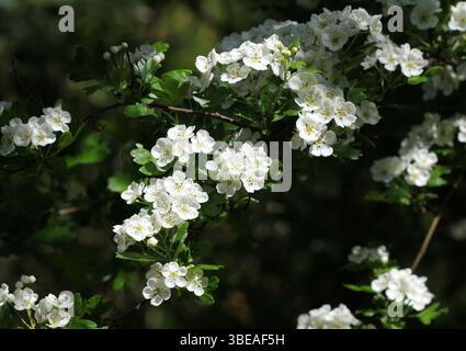 I bellissimi fiori bianchi dell'albero di biancospino, Crataegus monogyna Foto Stock