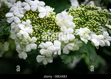 I delicati fiori di viburno bianco con gemme verdi brillano con gocce di pioggia, perfetti per temi di purezza, freschezza, natura e risveglio primaverile Foto Stock