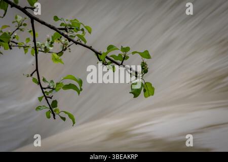 Ramoscello con foglie verdi fresche e giovani frutti acerbi appesi sull'acqua fluviale offuscata, catturando il delicato equilibrio della vita primaverile e del mov Foto Stock
