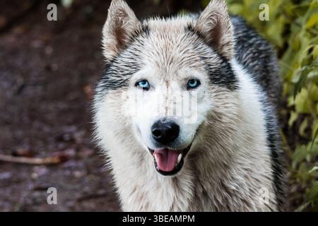 Ritratto di un Husky siberiano con occhi azzurri e pelliccia bagnata, in piedi su un sentiero nella foresta. Cattura la natura selvaggia, la lealtà e l'intensità canina Foto Stock