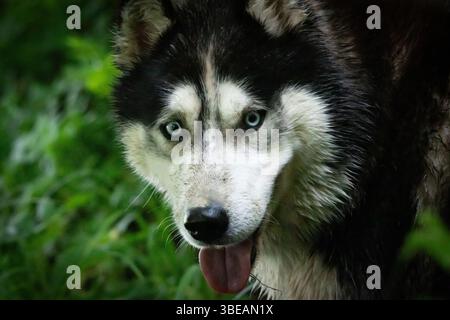 Un sorprendente primo piano del viso di un husky siberiano con occhi blu piercing e pelliccia bagnata, ideale per contenuti emotivi, di branding o di animali domestici Foto Stock