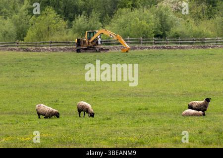 Quattro pecore pascolano pacificamente in un verde campo estivo con un escavatore giallo sullo sfondo. Un contrasto unico tra natura e macchinari Foto Stock