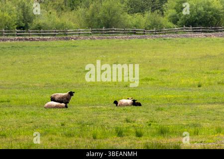 Alcune pecore e agnelli sdraiati e pascolati su un tranquillo campo verde sotto la luce del sole. Tranquillo scenario rurale di riposo animale e semplicità Foto Stock