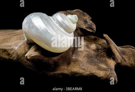 Primo piano di una conchiglia di lumaca perlata di turbano appoggiata su una roba da deriva testurizzata su uno sfondo nero. Il guscio iridescente contrasta con il legno grezzo, Foto Stock