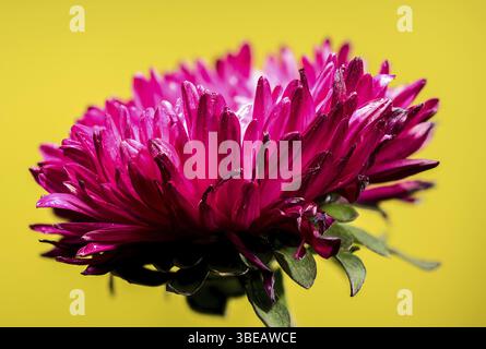 Splendido aster Lady Coral rosso in fiore su sfondo giallo. Fiore primo piano, Odessa, Ucraina, Europa Foto Stock