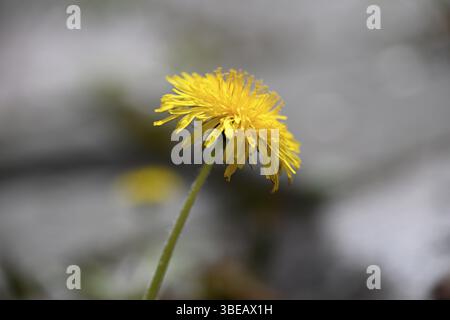 Dente di leone, dente di leone, fiore di tarassone, fiore di vacca, dente di leone di prato (Taraxacum officinale) Foto Stock