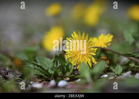 Dente di leone, dente di leone, fiore di tarassone, fiore di vacca, dente di leone di prato (Taraxacum officinale) Foto Stock
