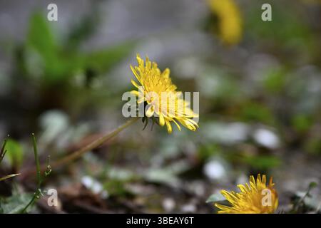 Dente di leone, dente di leone, fiore di tarassone, fiore di vacca, dente di leone di prato (Taraxacum officinale) Foto Stock