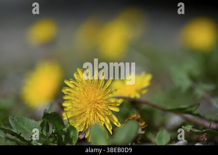 Dente di leone, dente di leone, fiore di tarassone, fiore di vacca, dente di leone di prato (Taraxacum officinale) Foto Stock