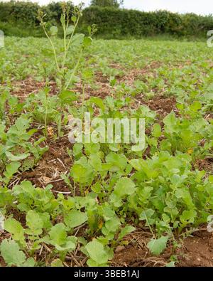 diverse colture di copertura in un'azienda rigenerativa Foto Stock