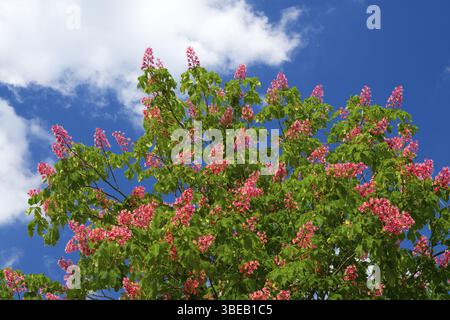 Castagno a fiore rosso (Aesculus carnea 'Briotii'), castagno a fiore rosso, Aesculus carnea Briotii, Repubblica federale di Germania Foto Stock