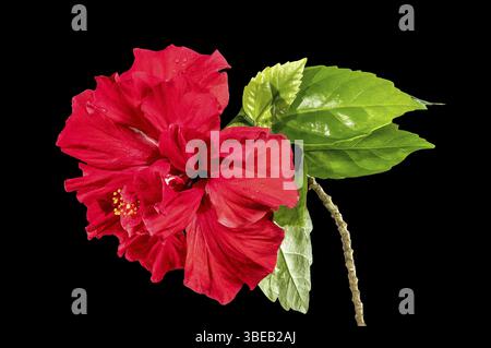 Bellissimo fiore d'ibisco rosso in fiore isolato su sfondo nero. Fiore primo piano, Odessa, Ucraina, Europa Foto Stock