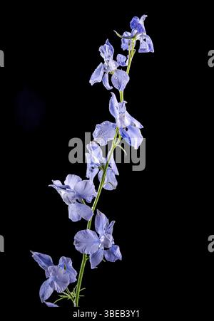 Bellissimo fiore di delfinio blu fiorito isolato su sfondo nero. Fiore primo piano, Odessa, Ucraina, Europa Foto Stock