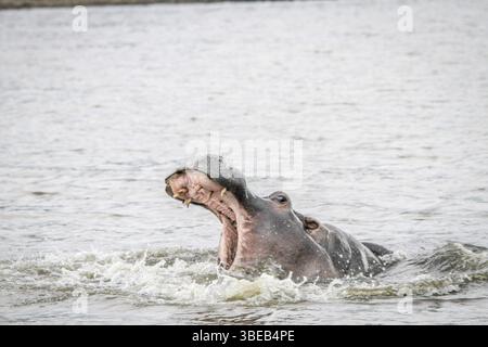 Sbadigliare ippopotamo in acqua nella riserva di caccia di Mkuze, Sudafrica, Africa Foto Stock