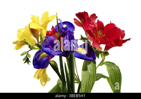 Splendidi fiori in fiore con foglie verdi isolate su sfondo bianco. Bouquet tricolore primo piano, Odessa, Ucraina, Europa Foto Stock