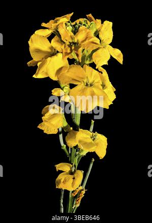 Bellissimi fiori fioriti di fioriere gialle erysimum cheiri su sfondo nero. Fiore primo piano, Odessa, Ucraina, Europa Foto Stock