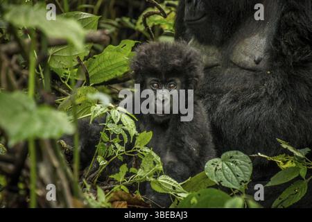 Baby Mountain gorilla giacente con sua madre nelle foglie del Parco Nazionale Virunga, Repubblica Democratica del Congo Foto Stock