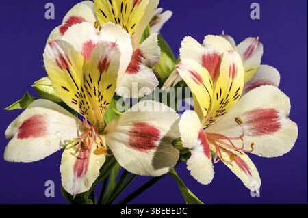 Bellissimo fiore in fiore bianco-rosa Alstroemeria Rebecca su sfondo viola. Primo piano teste di fiori, Odessa, Ucraina, Europa Foto Stock