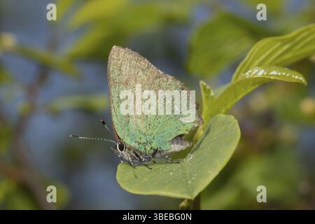 Strisce di capelli verdi, strisce di capelli di mora (Callophrys rubi) Foto Stock