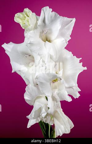 Splendido gladiolo bianco in fiore Alessandro Magno su sfondo rosa. Fiore primo piano, Odessa, Ucraina, Europa Foto Stock