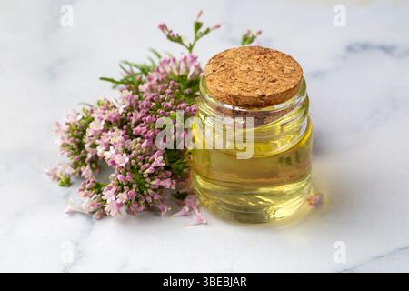 Olio essenziale in bottiglia con pianta valeriana in fiore Foto Stock