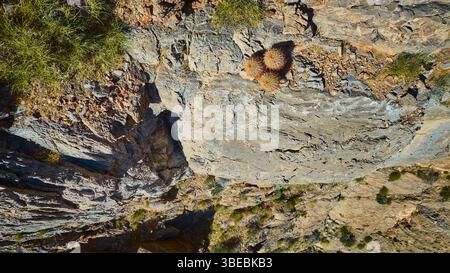Aerial Barrel Cacti Cluster on Rocky Desert Terrain with Dry Grass Top Down View Foto Stock