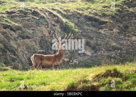 Cervo rosso selvatico (Cervus elaphus) con palchi di velluto che annusano l'aria mentre si trova in un alto prato alpino. Alpi europee. Foto Stock